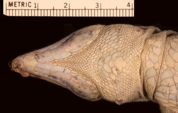 Media type: image;   Herpetology R-10927